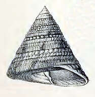 Image of Trochus flammulatus Lamarck 1822