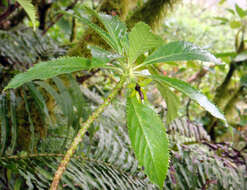 Image de Sclerotheca viridiflora Cheeseman