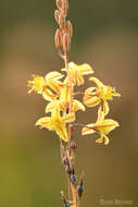 Image of Bulbine favosa (Thunb.) Schult. & Schult. fil.