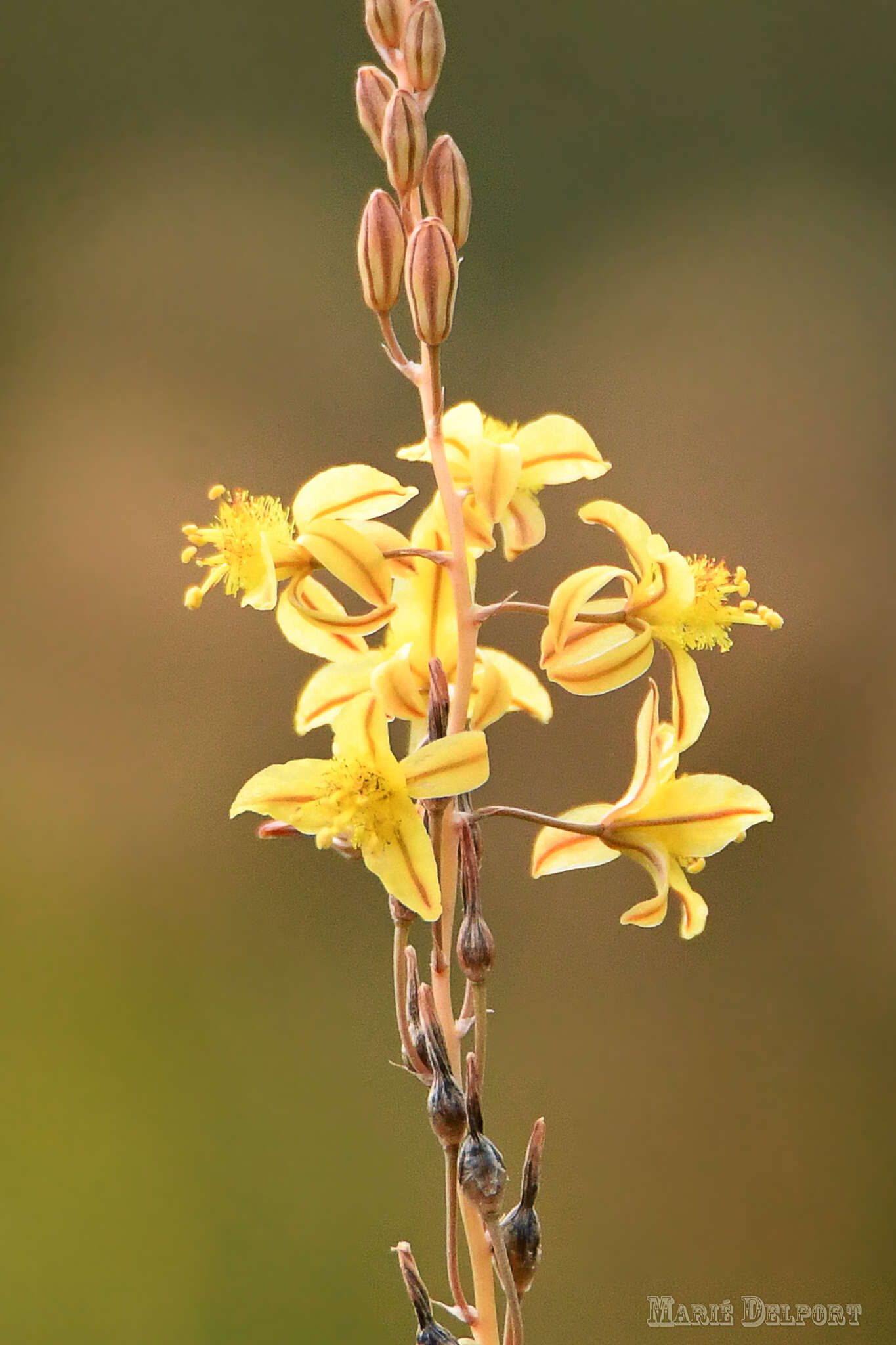 Image of Bulbine favosa (Thunb.) Schult. & Schult. fil.