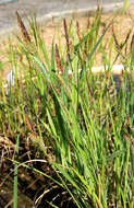 Image of Greater Pond-Sedge