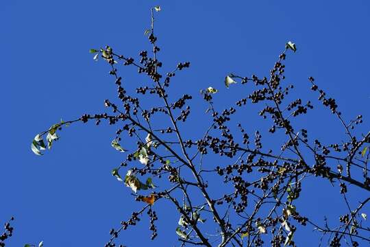 Image de Colubrina arborescens (P. Mill.) Sarg.