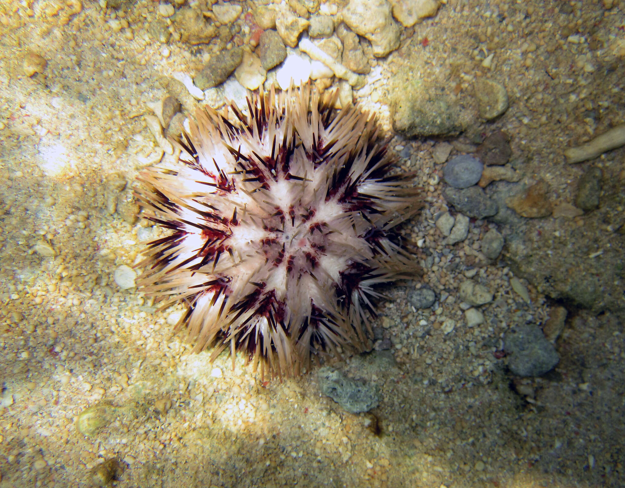 Image of Pseudoboletia maculata Troschel 1869