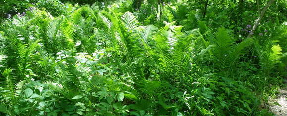 Image of ostrich fern