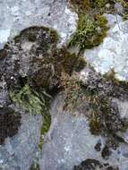 Image of spleenwort