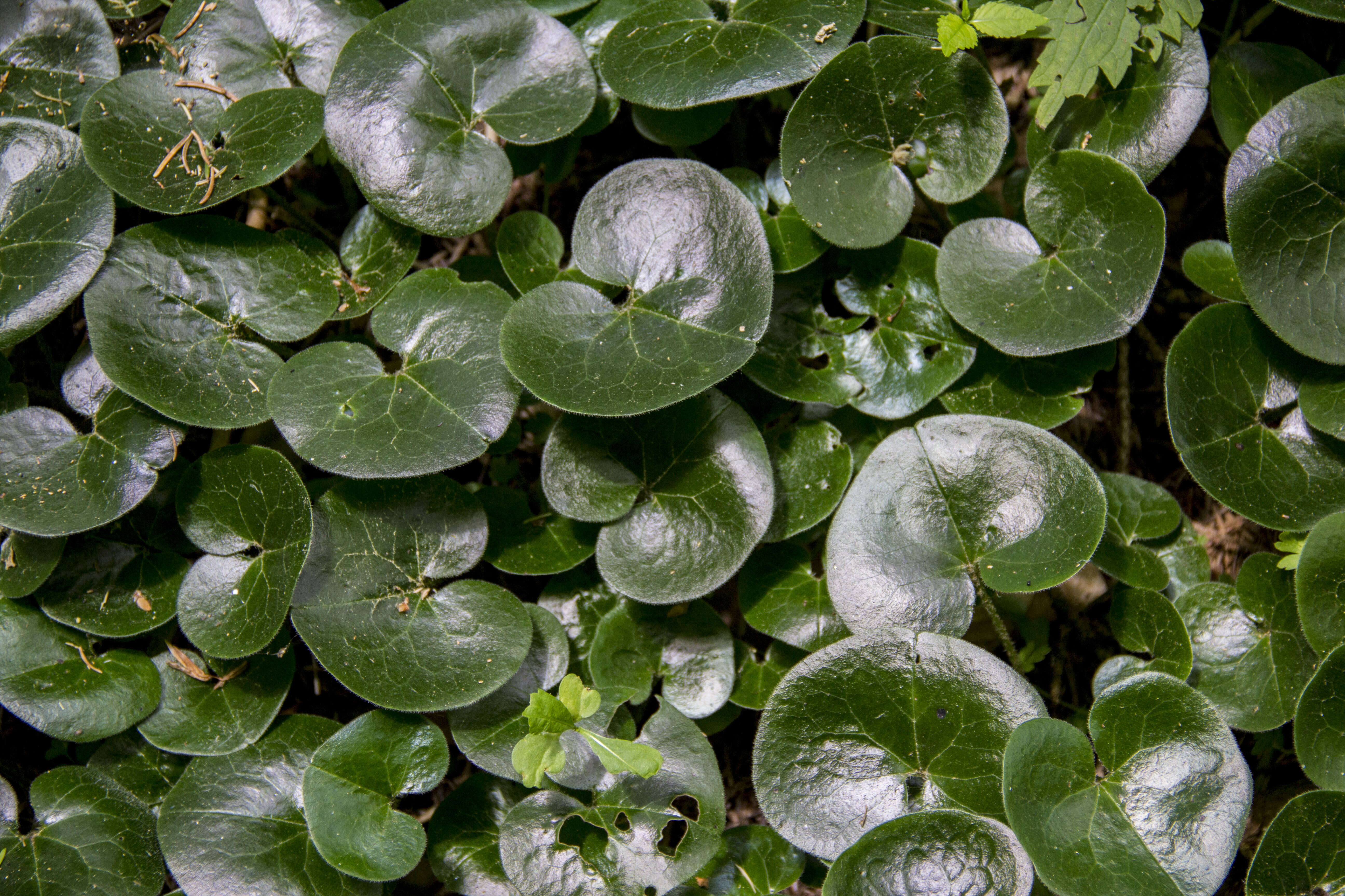 Image of European wild ginger