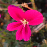 Image of Pelargonium sericifolium J. J. A. Van der Walt