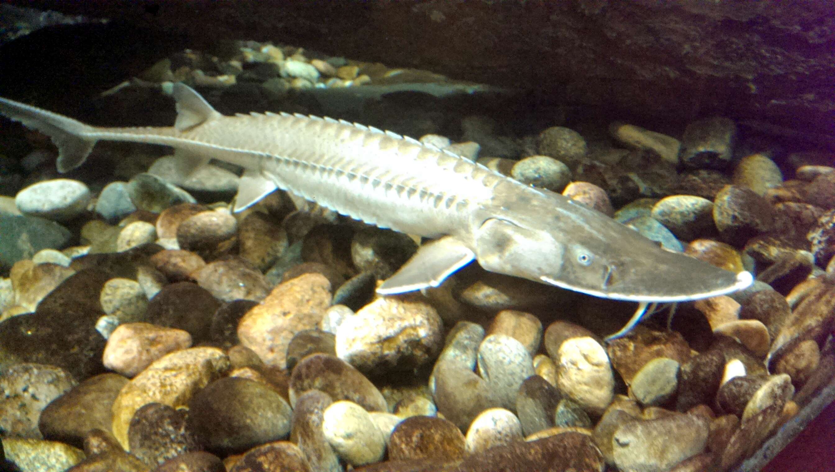 Image of Sand Sturgeon