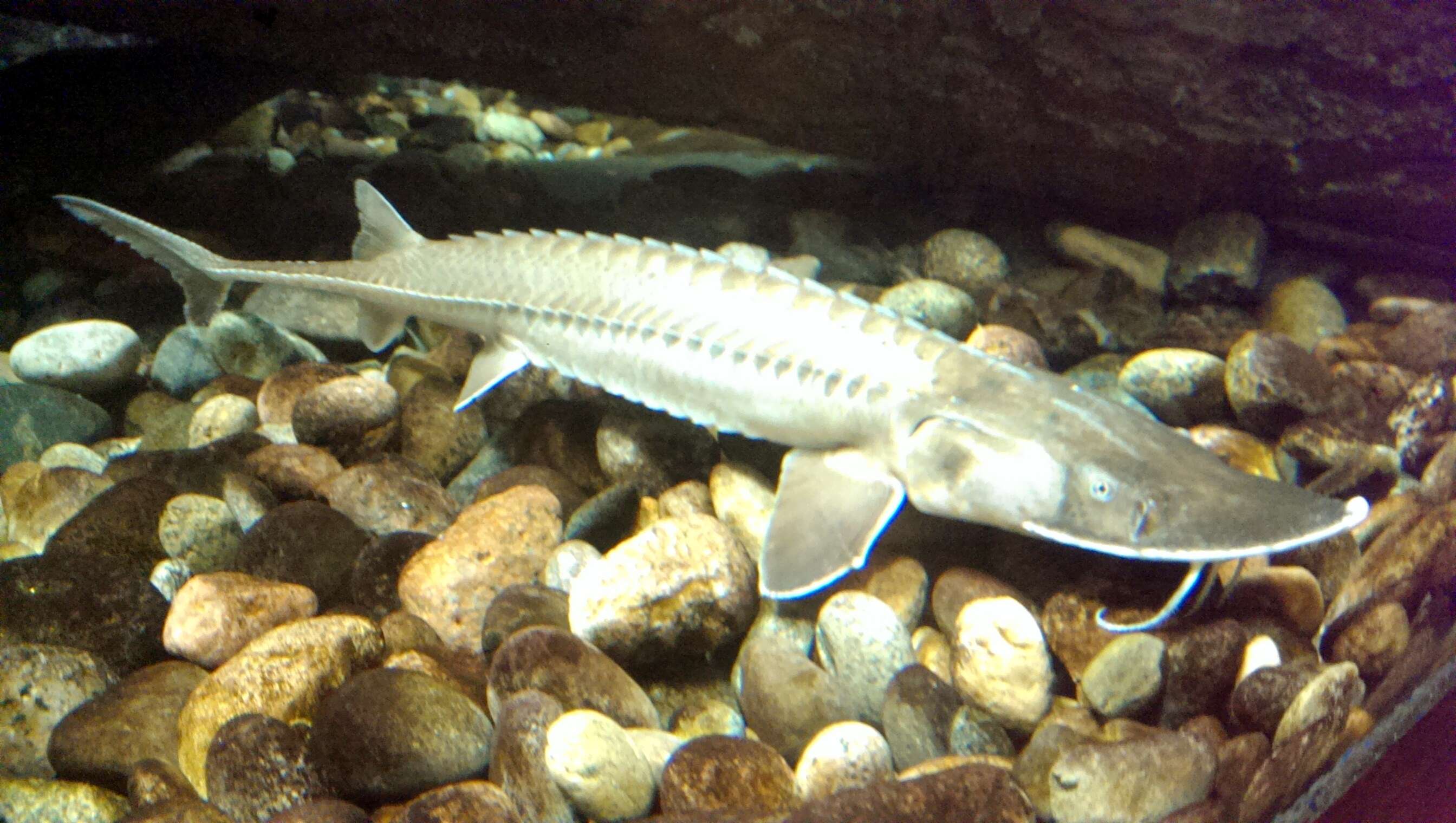 Image of Sand Sturgeon