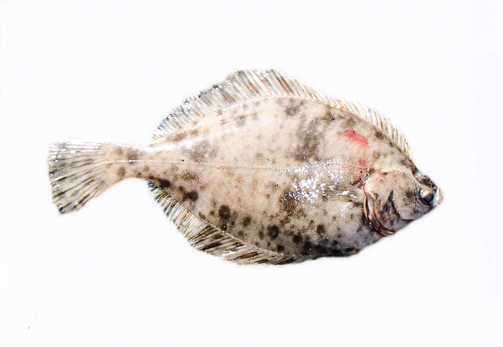 Image of Starry flounders