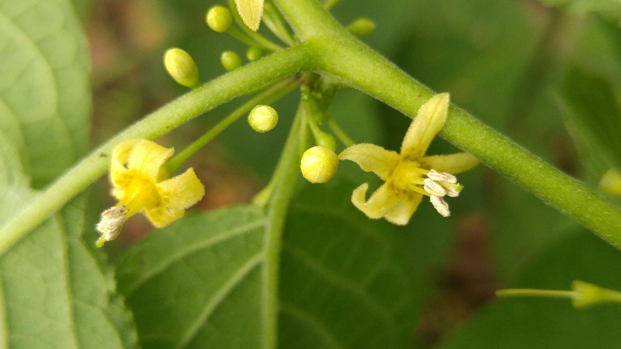 Image of Witheringia mexicana (B. L. Robinson) A. T. Hunziker