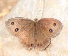 Image of Minois dryas