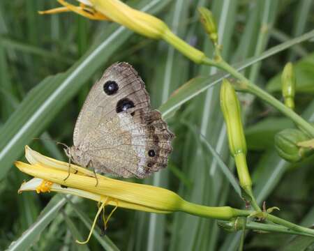 Image of Minois dryas