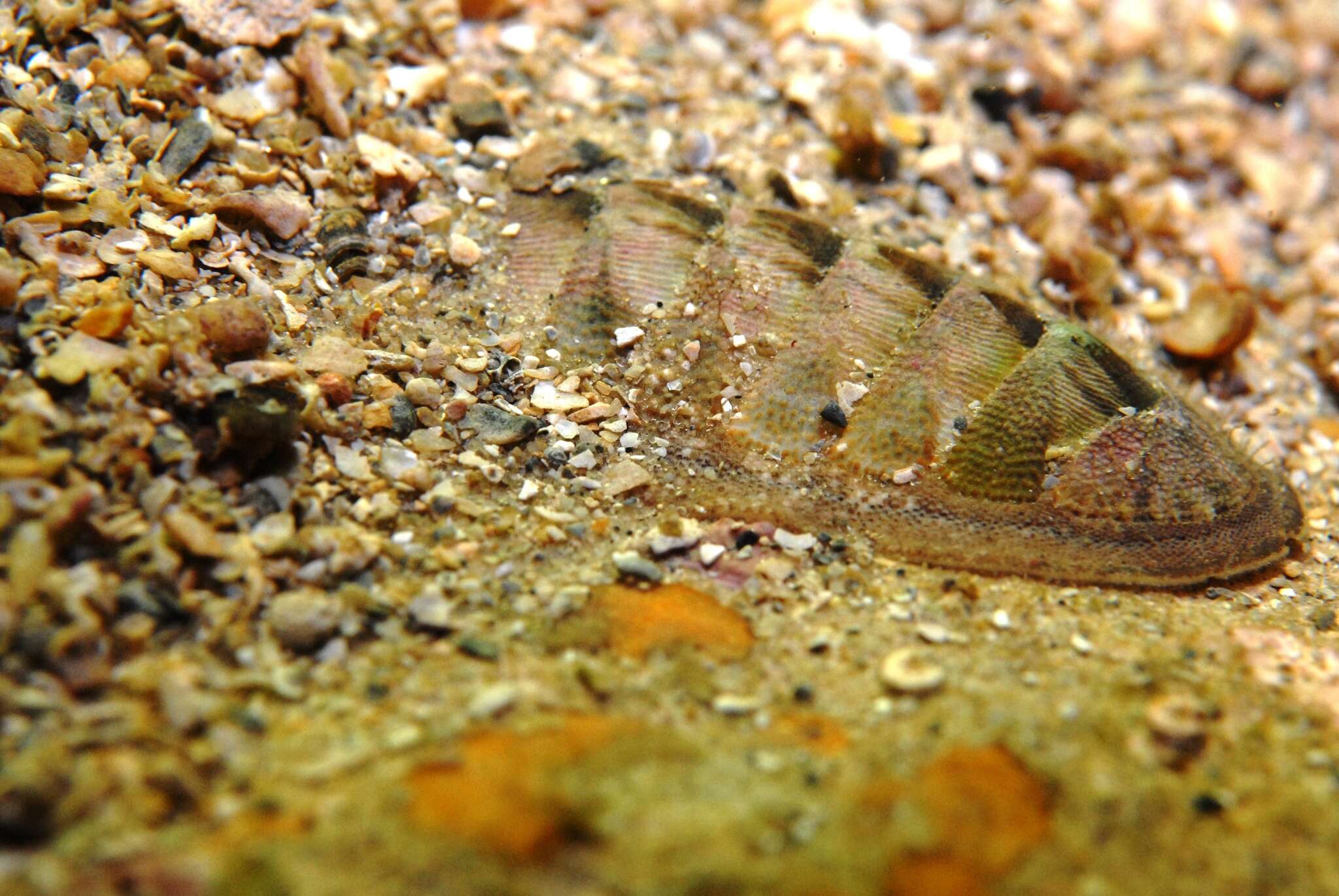 Image of contracted chiton