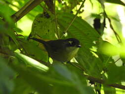 Image of Chlorospingus flavopectus postocularis Cabanis 1866