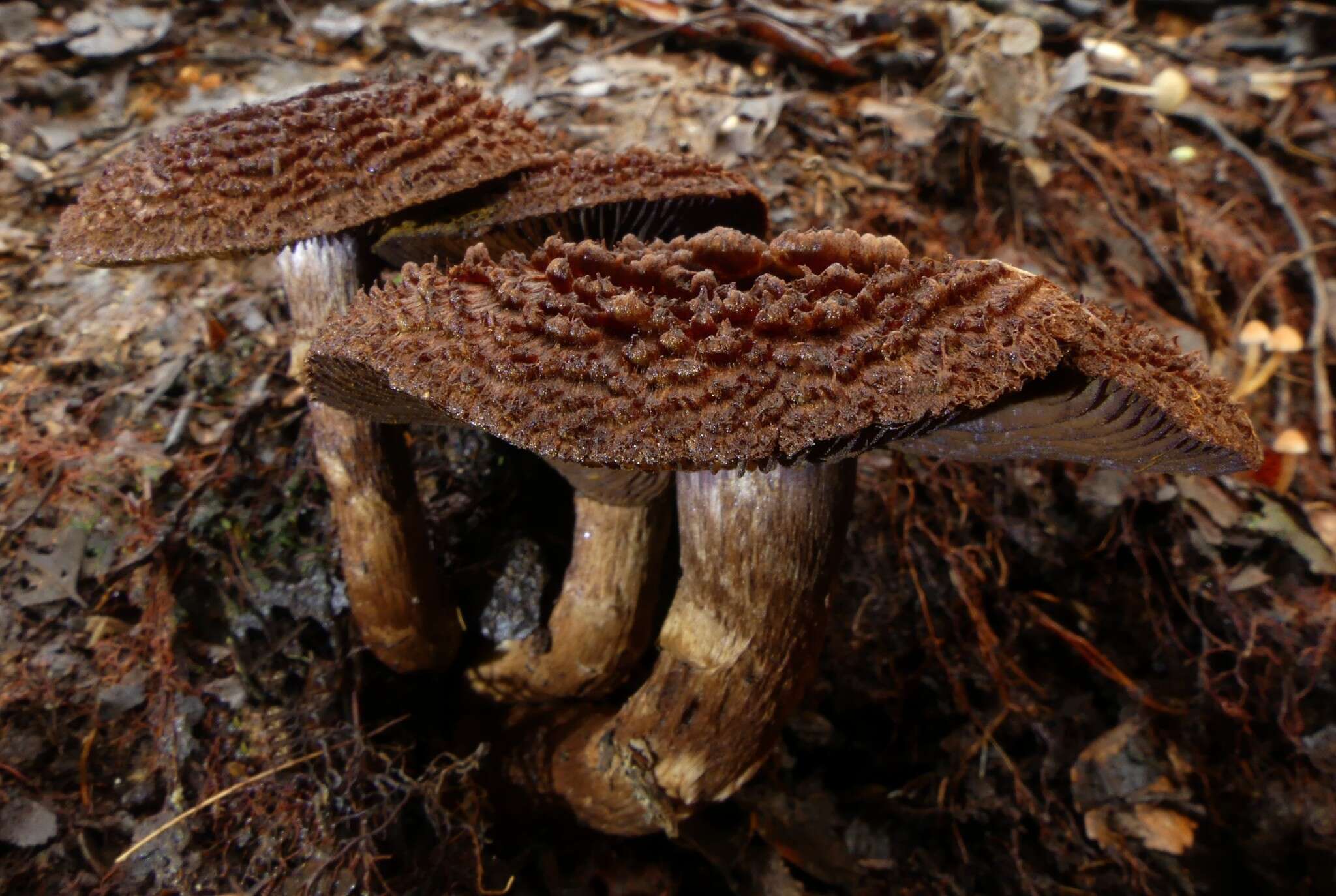 Image of Cortinarius ursus Soop 2001