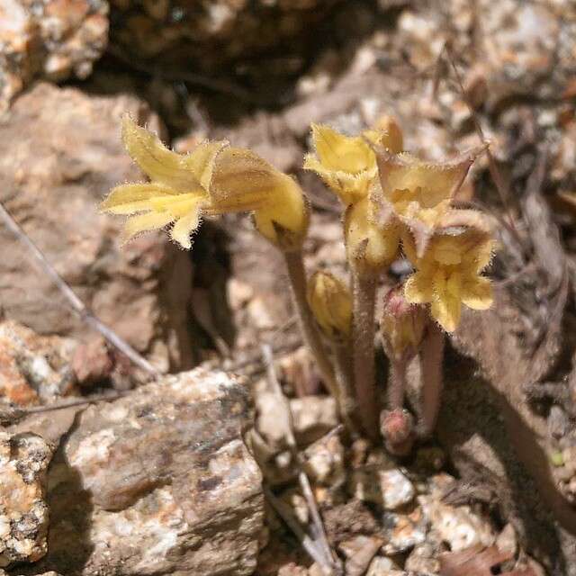 Image of clustered broomrape