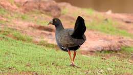 Image of Black-tailed Native-hen