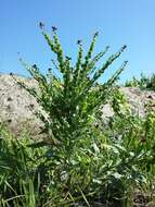 Plancia ëd Cynoglossum officinale L.