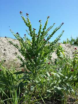 Image of gypsyflower