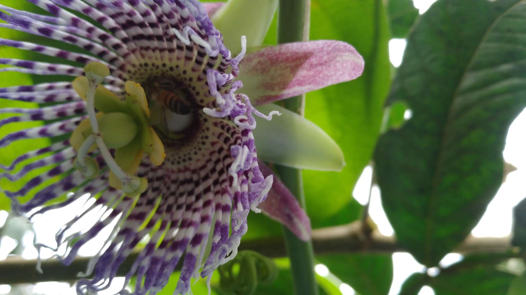 Imagem de Passiflora ligularis A. Juss.