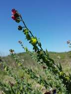 Plancia ëd Cynoglossum officinale L.