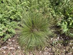 Image de Carex filifolia var. filifolia