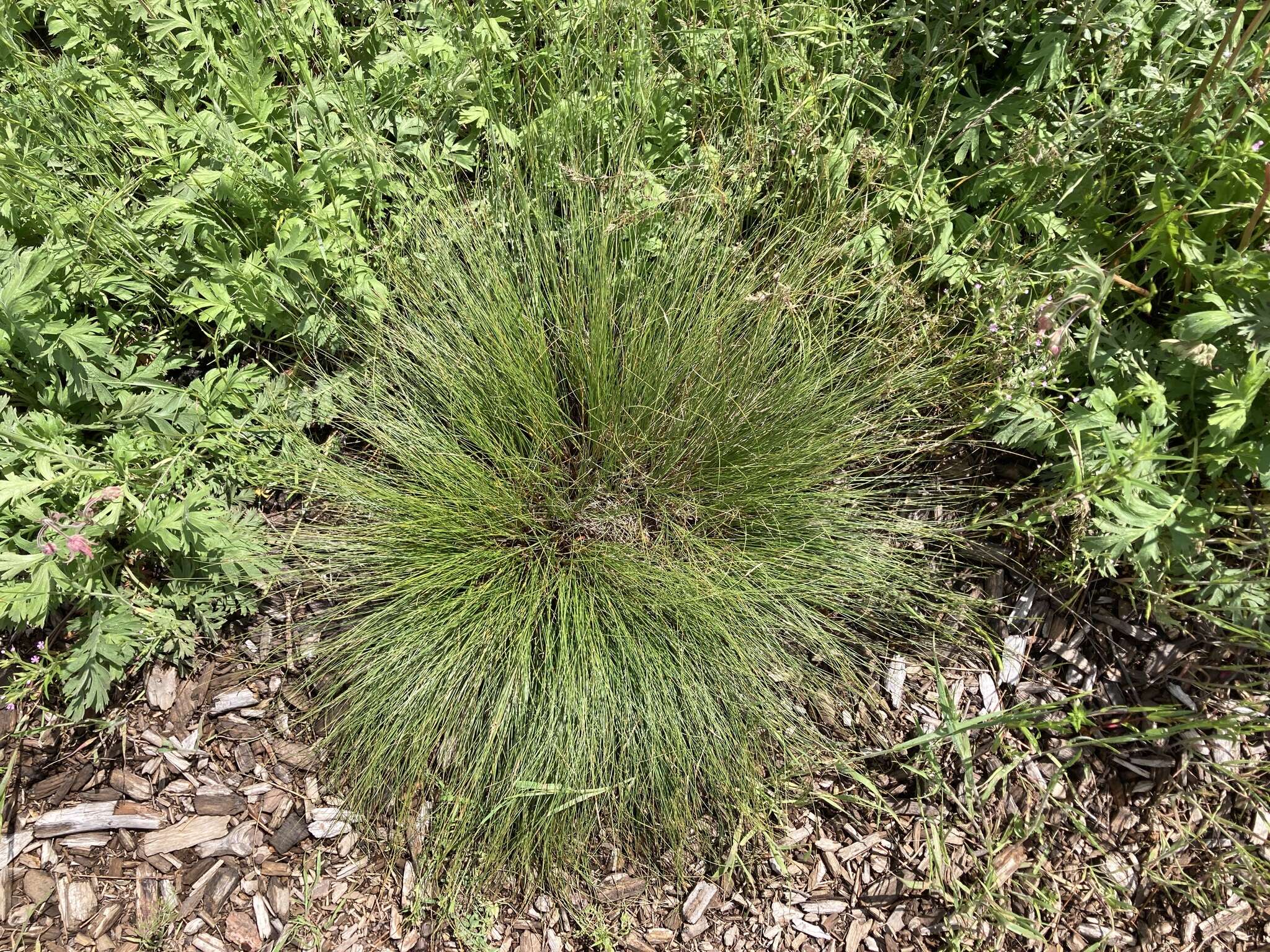 Plancia ëd Carex filifolia var. filifolia