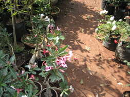 Image de Adenium obesum (Forsk.) Roem. & Schult.