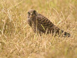 Image of kestrel, common kestrel