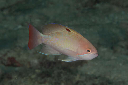 Image of Stocky anthias