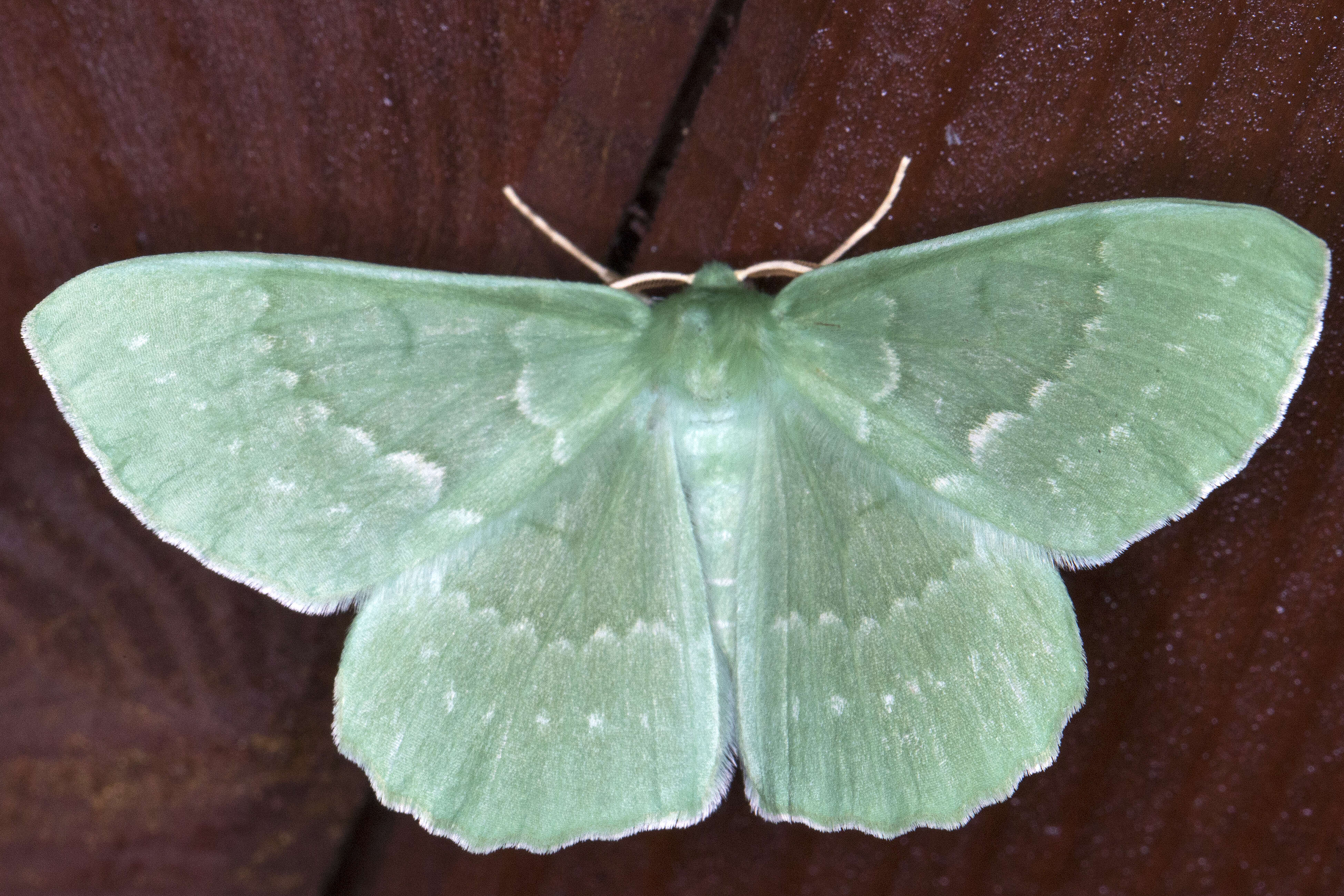 Imagem de Geometra papilionaria Linnaeus 1758