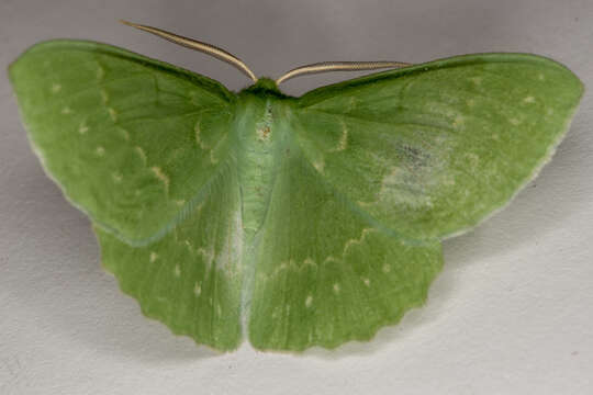 Image of large emerald