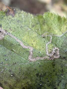 Imagem de Stigmella microtheriella (Stainton 1854) Fletcher et al. 1945