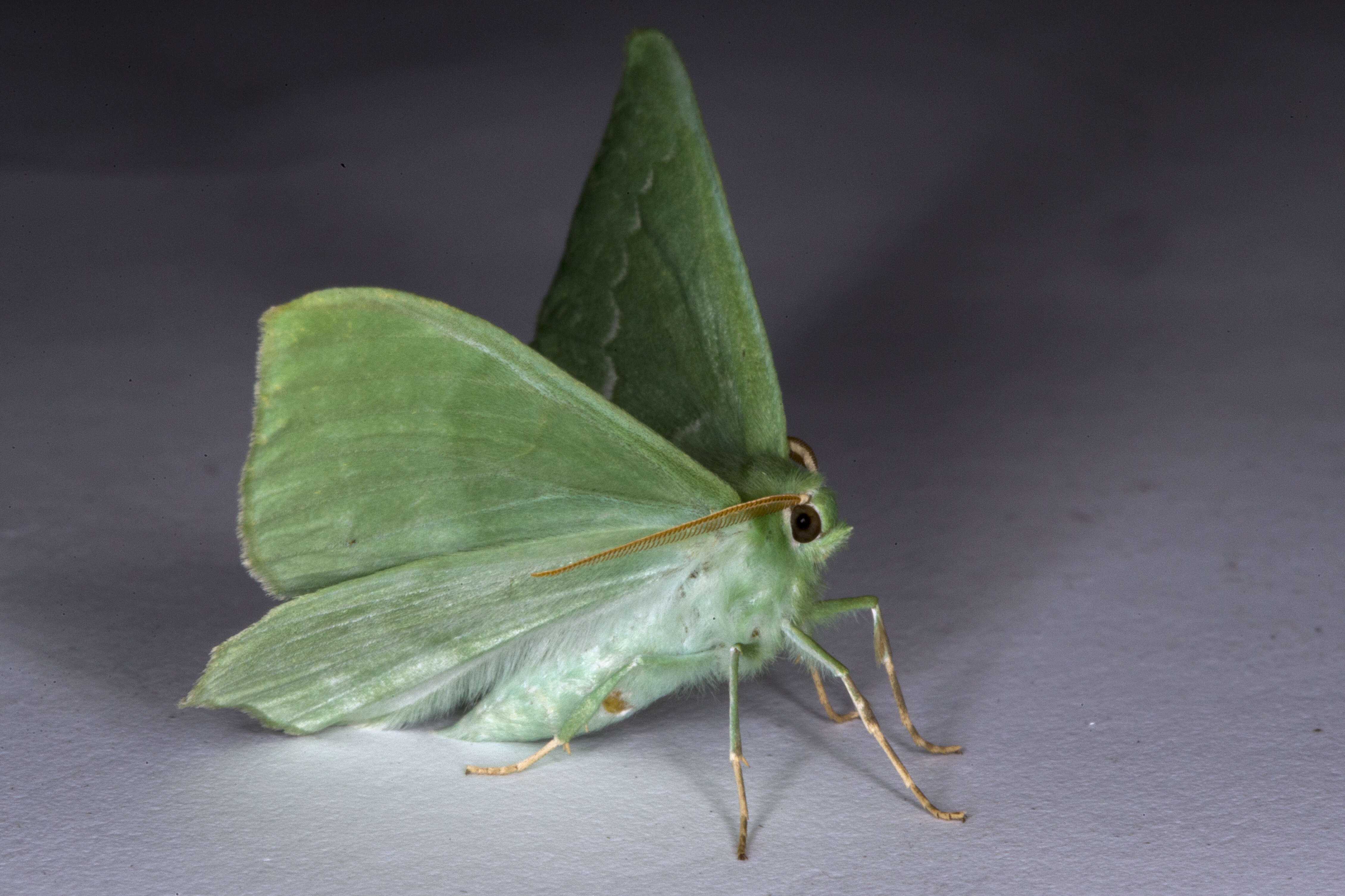 Image of large emerald