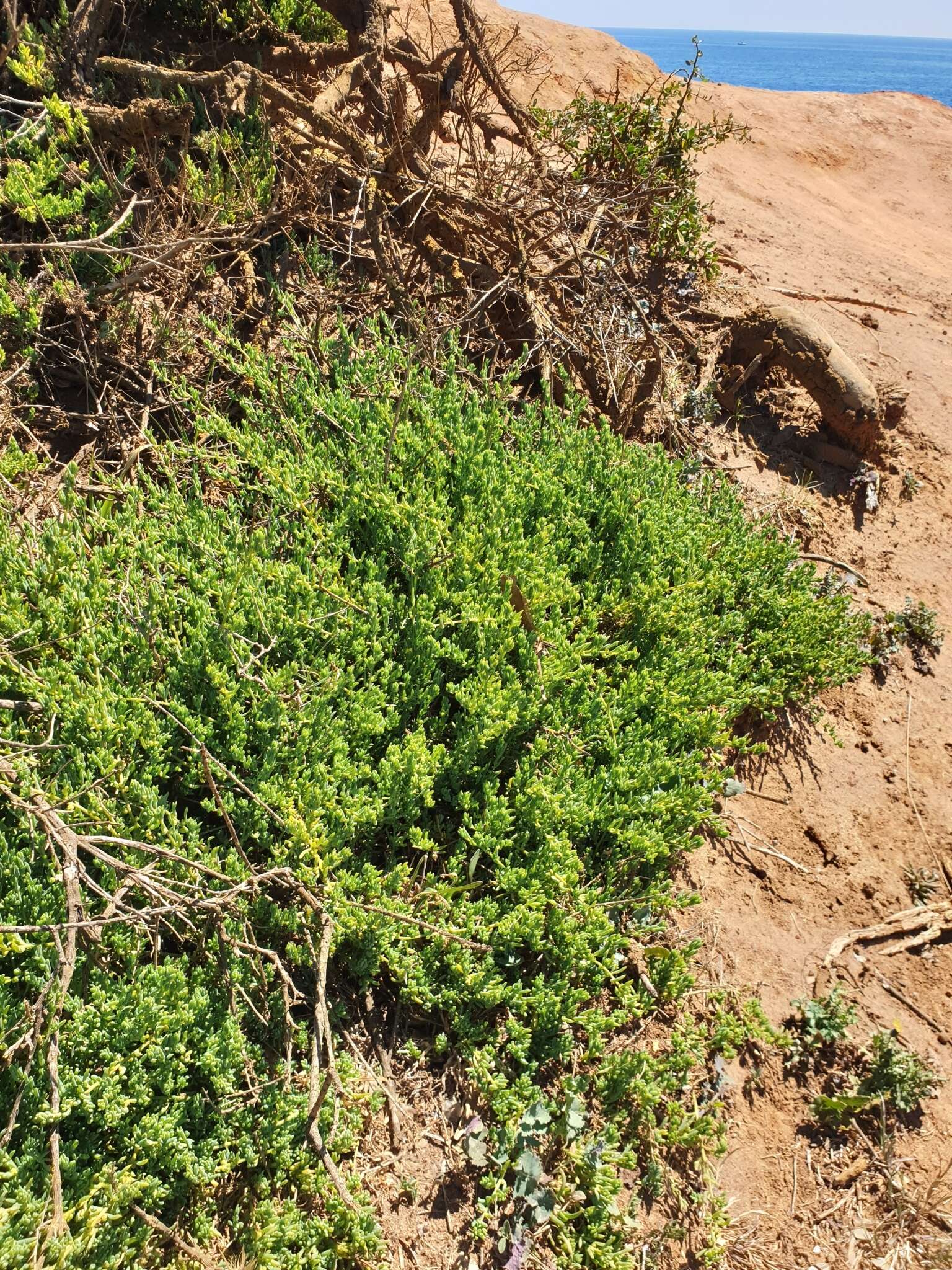 Image of Threlkeldia diffusa R. Br.