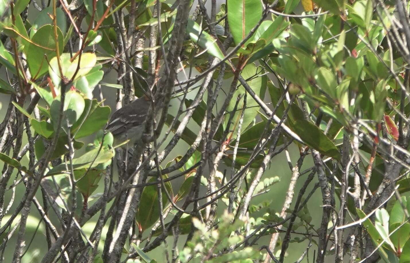 Image of Rufous-crowned Elaenia