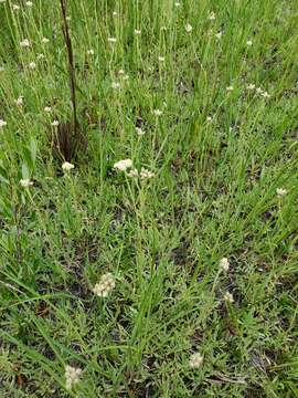 Antennaria corymbosa E. E. Nelson resmi