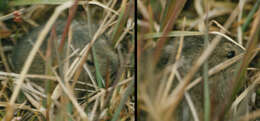 Image of Bering collared lemming