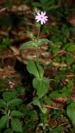 Image of red catchfly