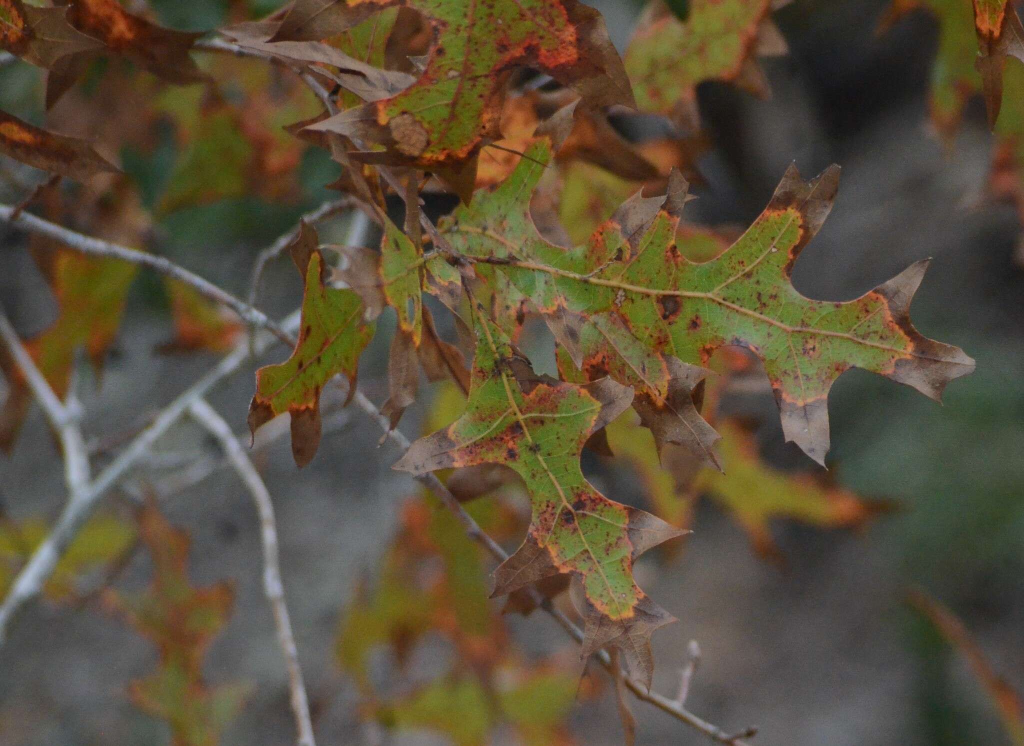 Image of Turkey Oak