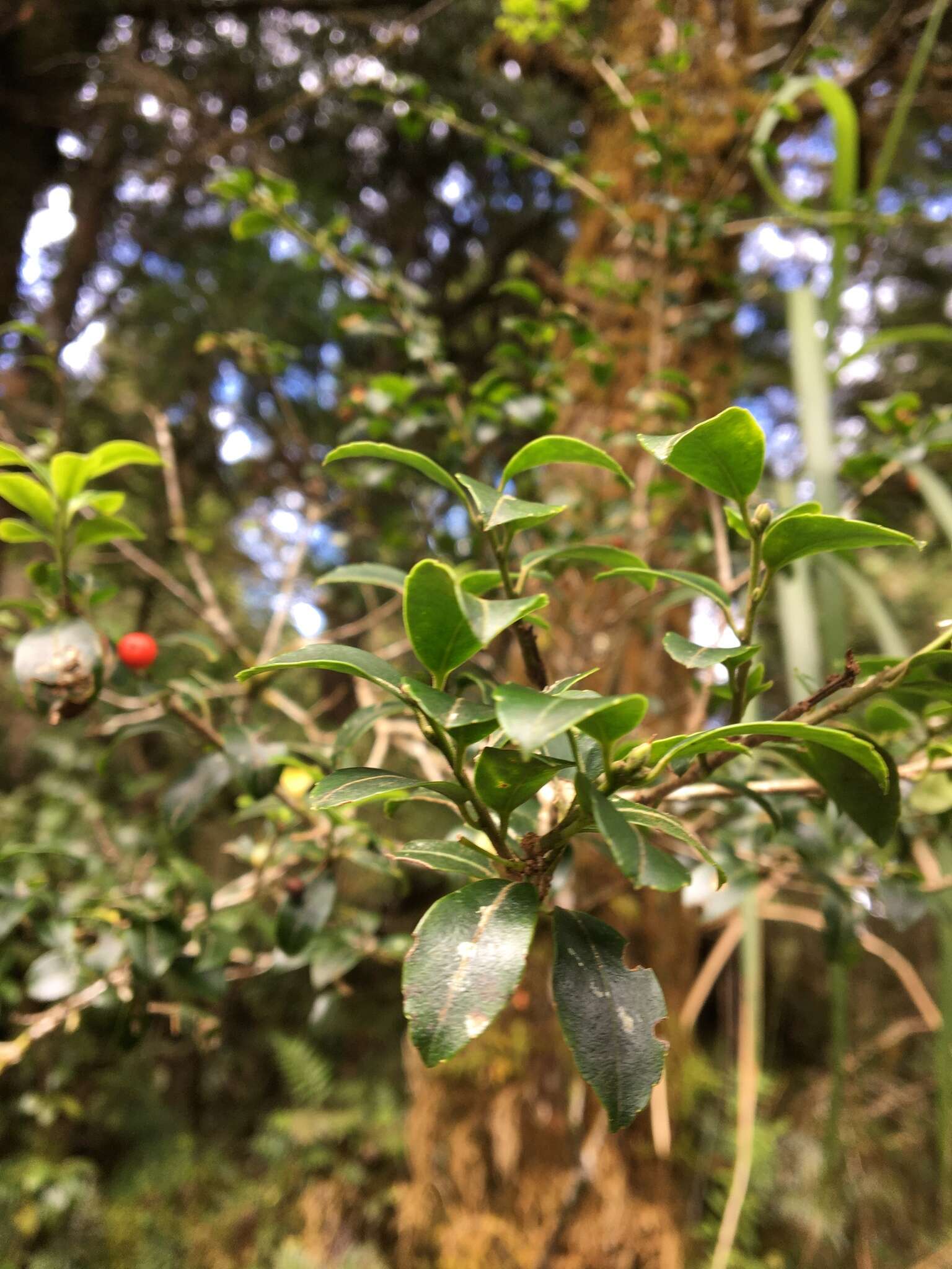 صورة Ilex sugerokii var. brevipedunculata (Maxim.) S. Y. Hu