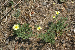 Image of Potentilla recta subsp. pilosa (Willd.) Jav.