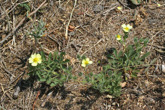 Image of Potentilla recta subsp. pilosa (Willd.) Jav.