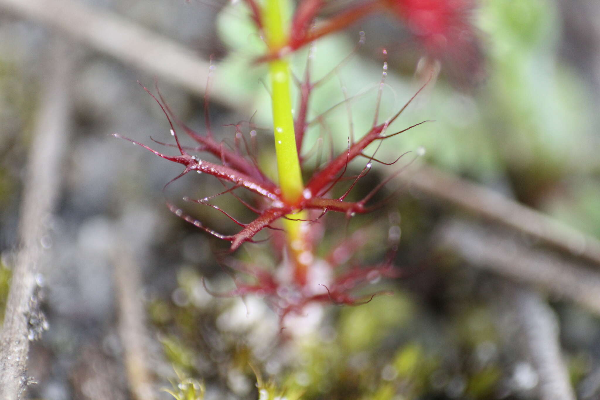 Drosera fimbriata De Buhr的圖片