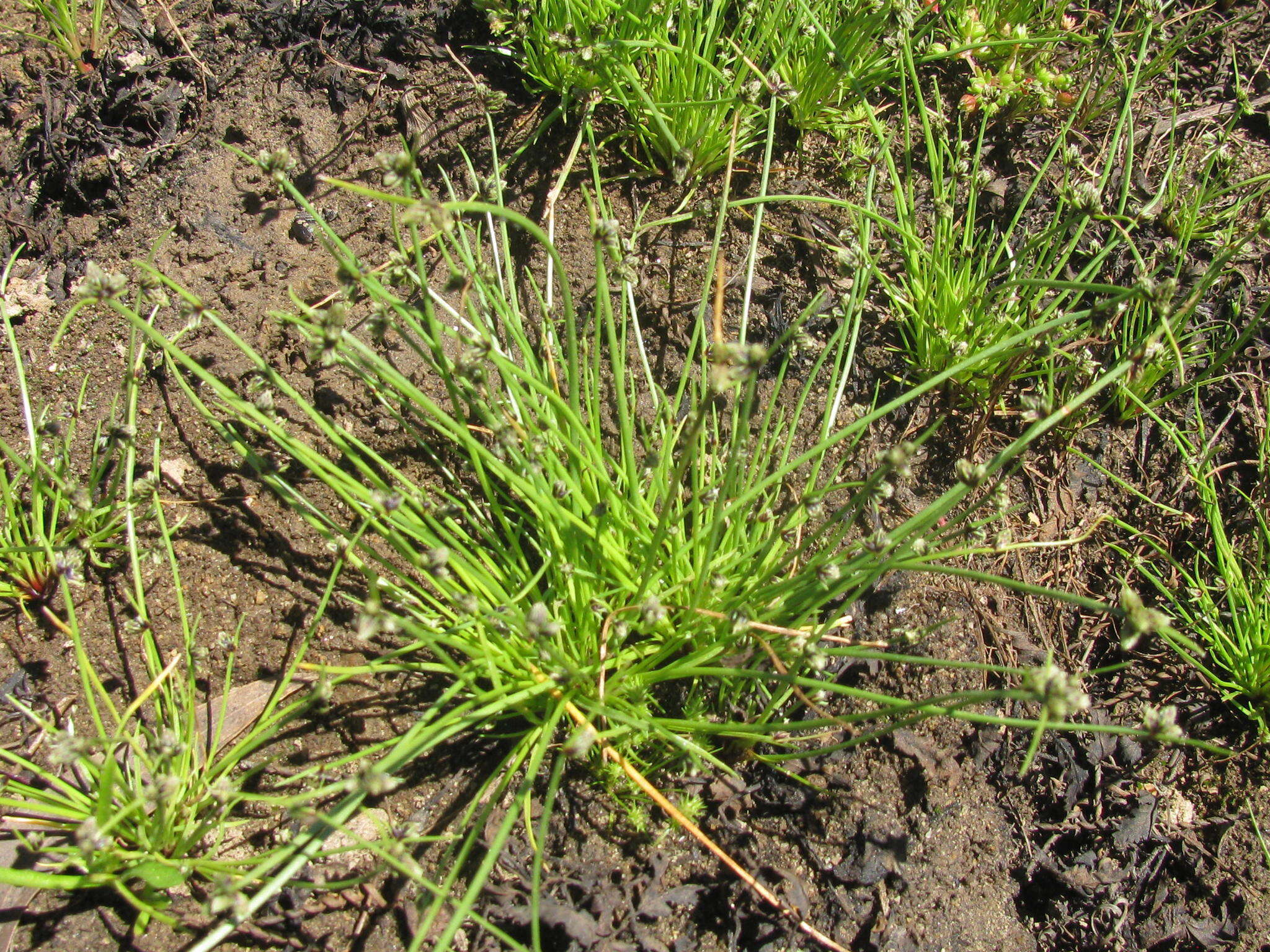 Image of Isolepis sororia Kunth