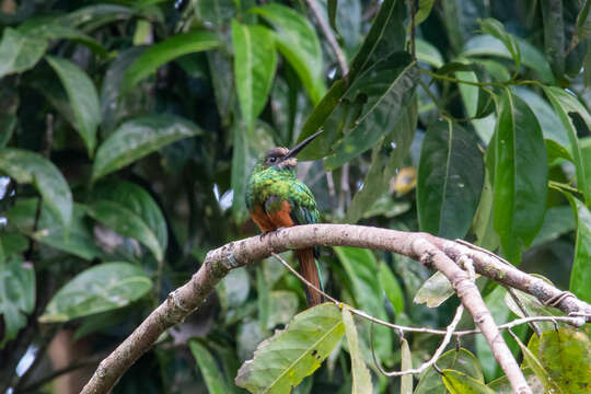 Image of White-chinned Jacamar