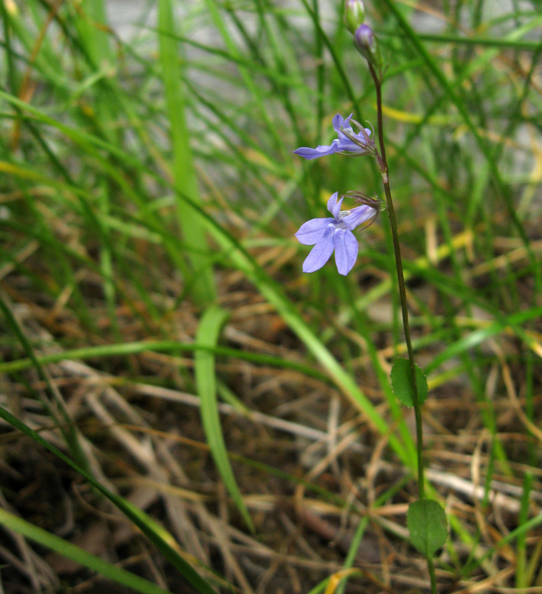 Image of Gattinger's Lobelia