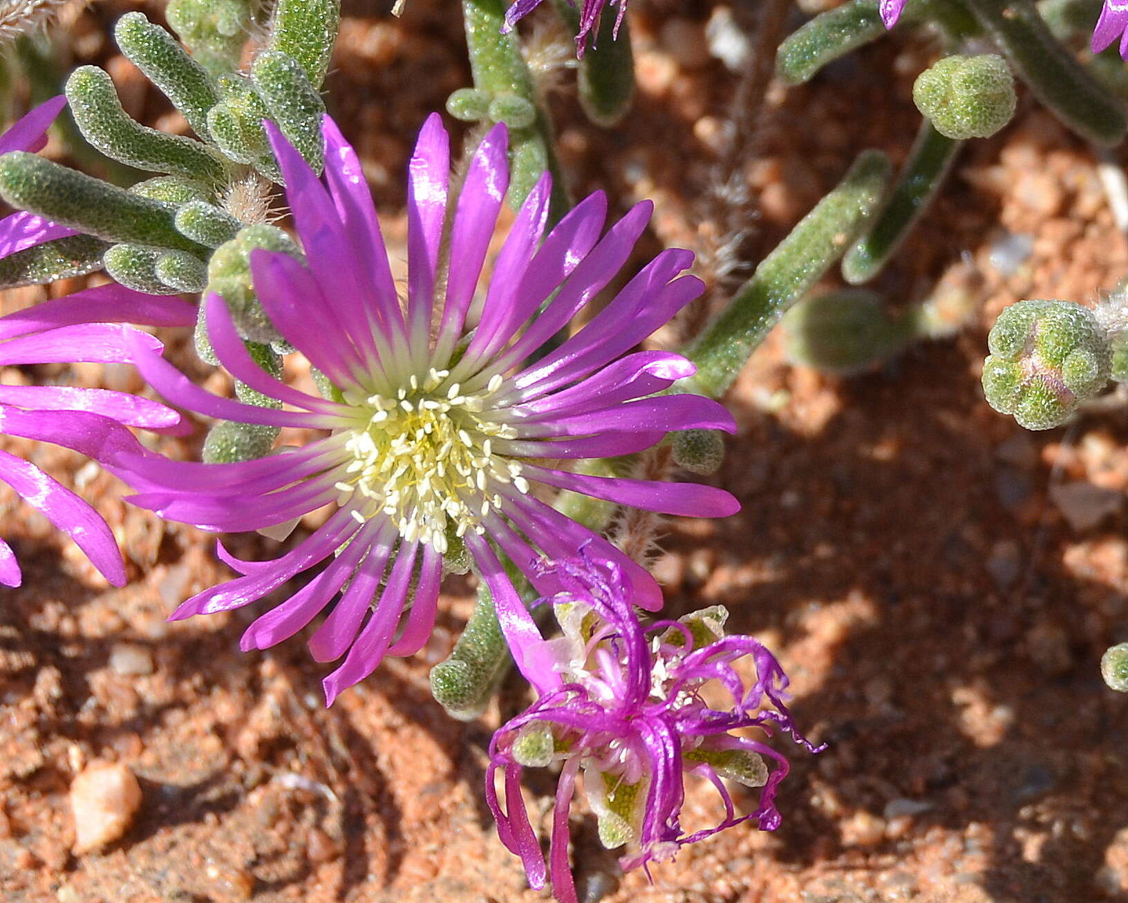 Imagem de Drosanthemum oculatum L. Bol.