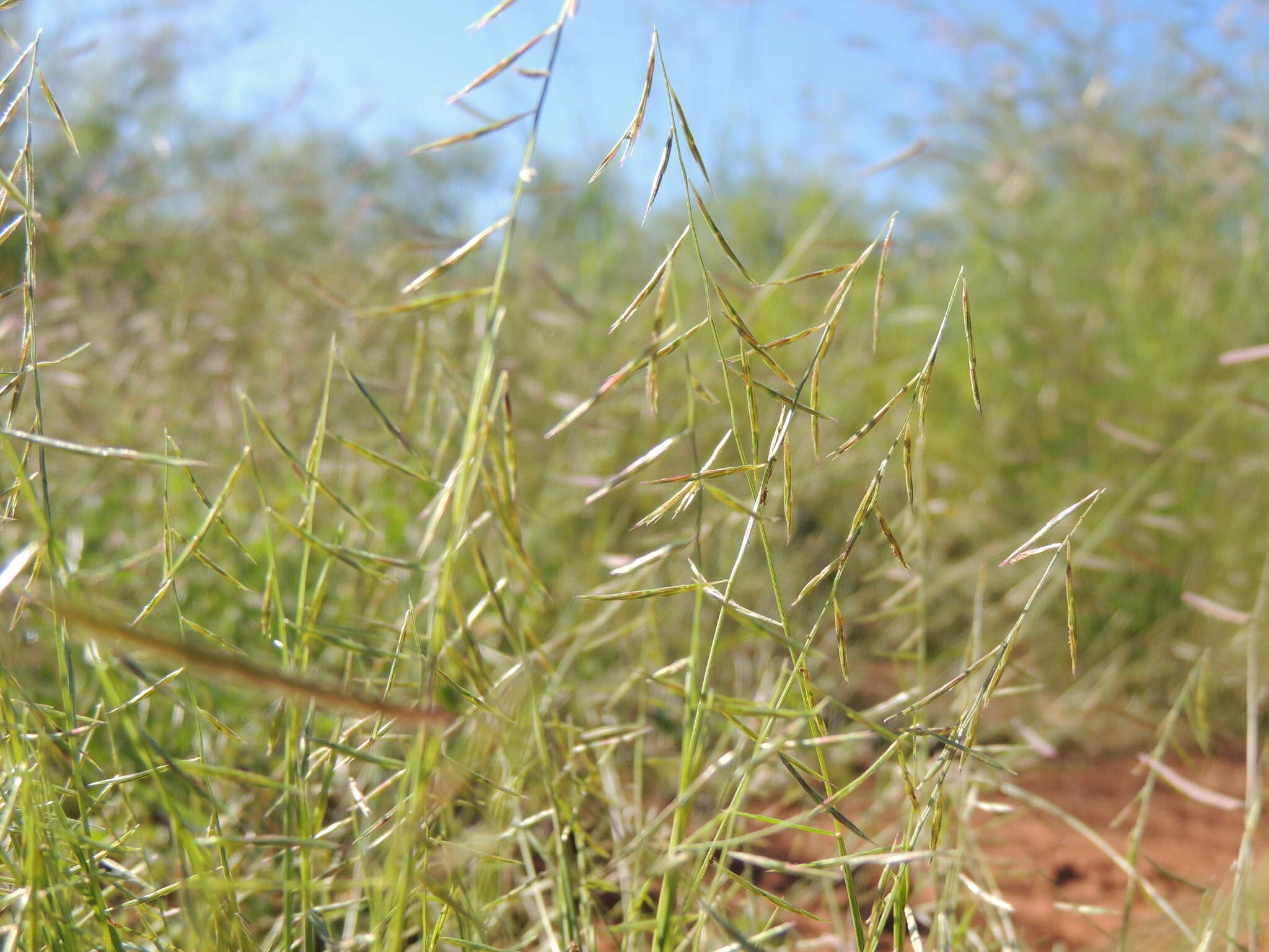 Image de Bouteloua aristidoides (Kunth) Griseb.